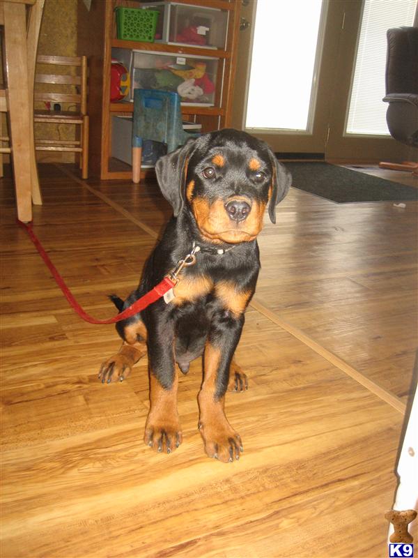 Puppies in IN