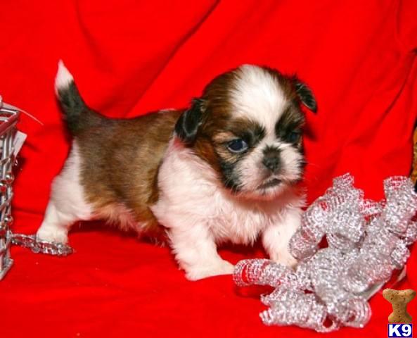 Puppies in Midland