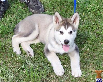 Alaskan Malamute Puppies in MO