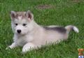 Alaskan Malamute