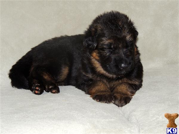 German Shepherd Puppies in OH