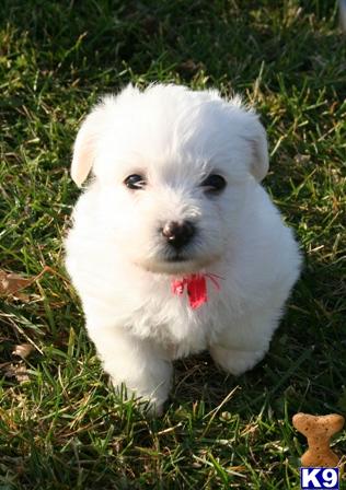Mixed Breed Puppies in WI
