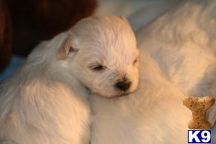 Puppies in WI