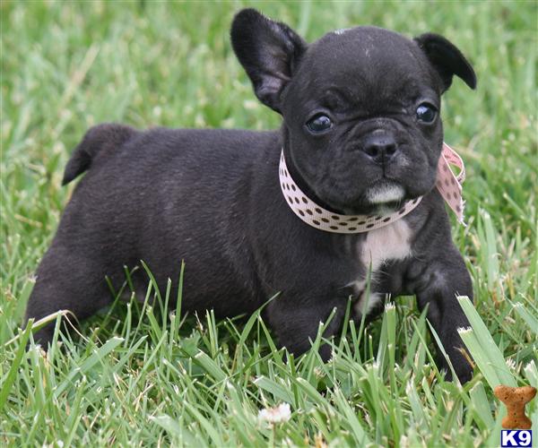Puppies in KY