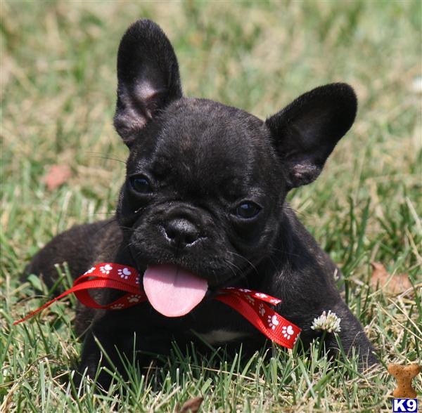 Puppies in KY