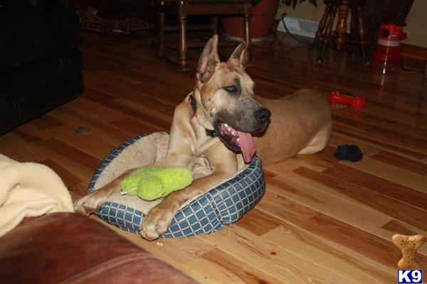 Dogs - Great Dane