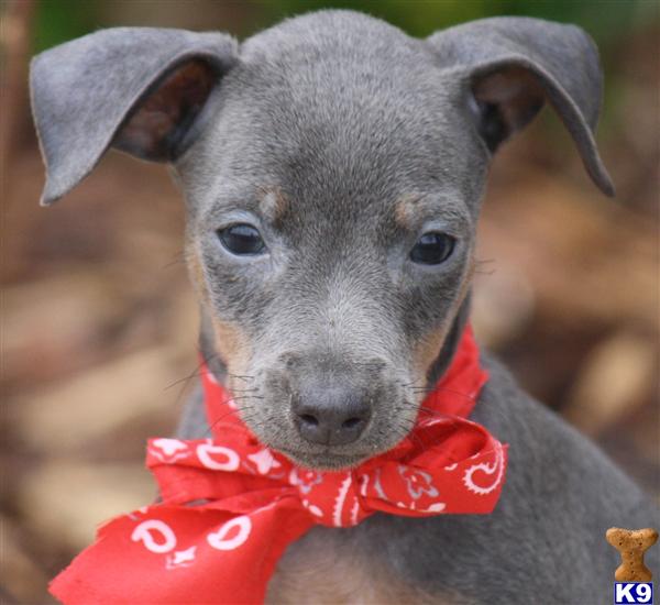 Miniature Pinscher Puppies