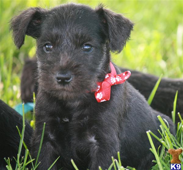 Puppies in KY