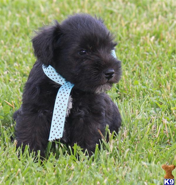 Puppies in KY