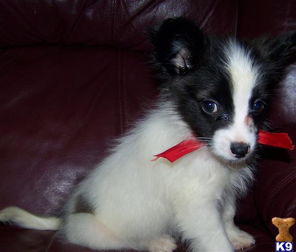 Papillon Puppies