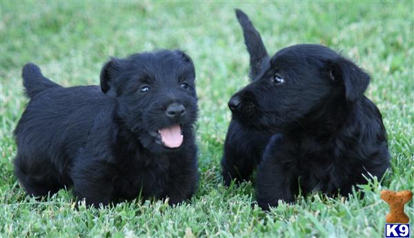 Puppies in Park city
