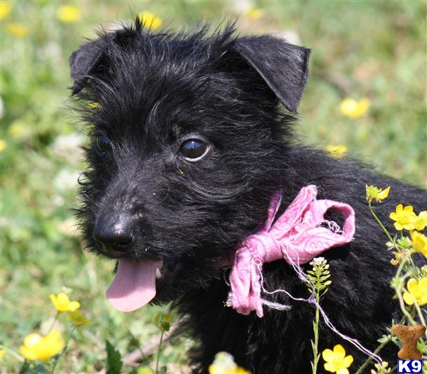 Puppies in Park city