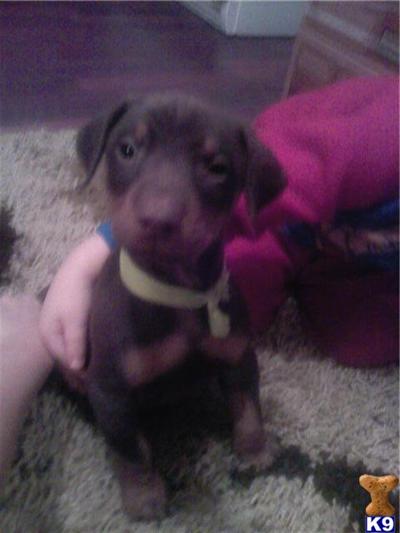 Puppies in AR