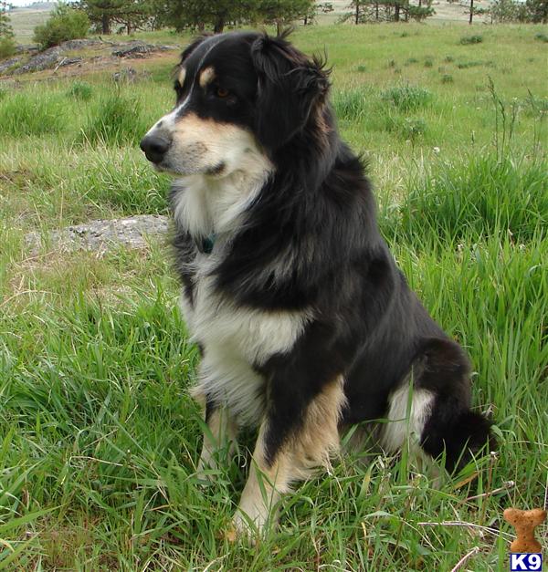 Stud Dogs - Australian Shepherd