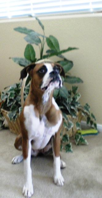 Dogs for Sale in NV