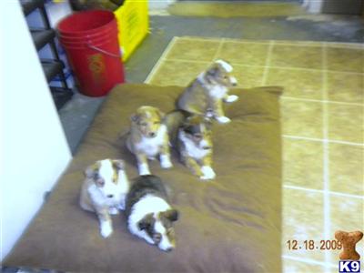 Shetland Sheepdog Puppies