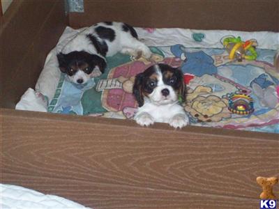 Puppies in Flushing