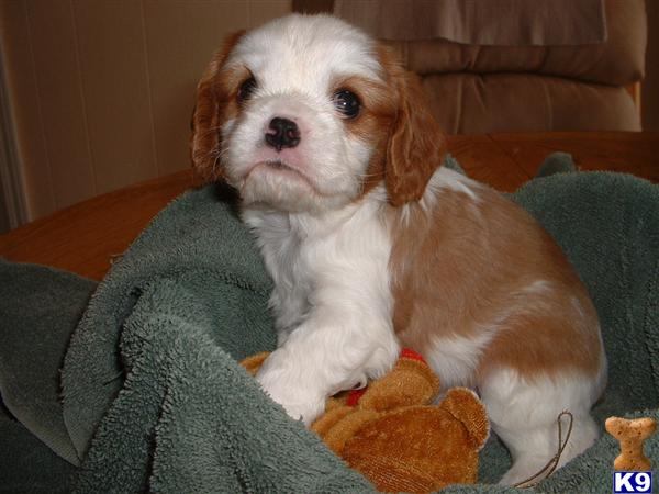 Puppies in Flushing