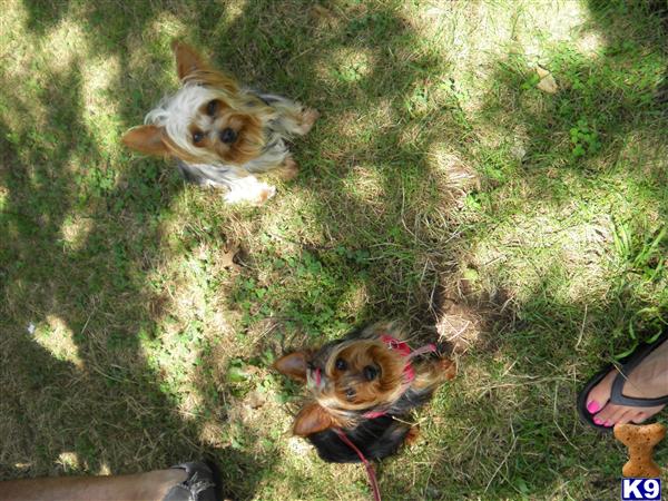 Puppies in CT