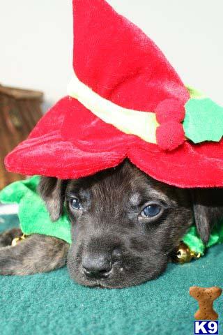 Puppies in Fort collins