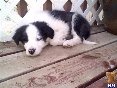 Dogs - Border Collie