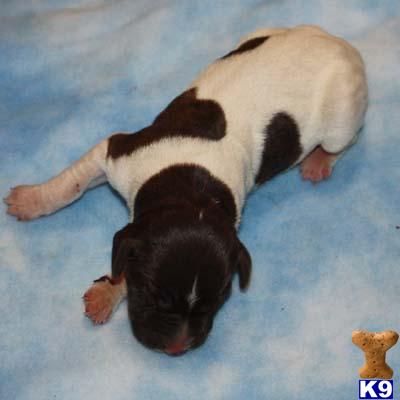 German Shorthaired Pointer Puppies for Sale