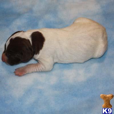 German Shorthaired Pointer Puppies for Sale