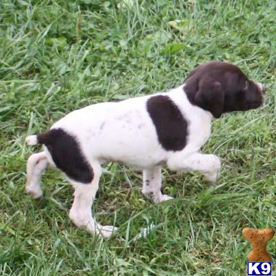 German Shorthaired Pointer Puppies for Sale