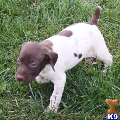 German Shorthaired Pointer Puppies for Sale