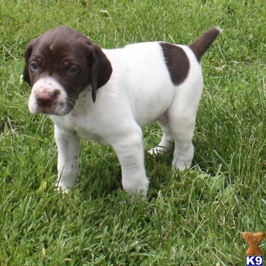 Short Haired German Pointer Puppies. German Shorthaired Pointer