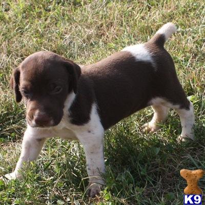 German Shorthaired Pointer Puppies