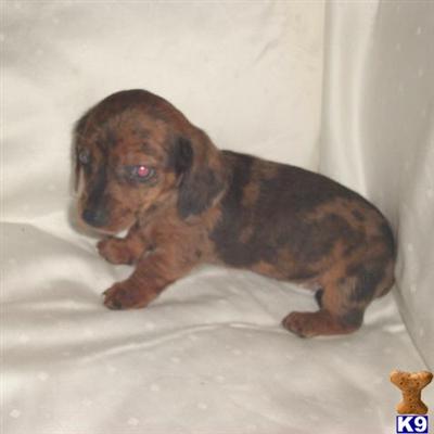 Dachshund Puppies in TX