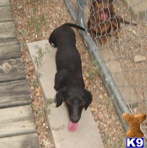 Stud Dogs - Dachshund
