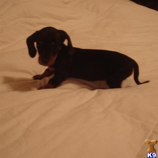 Dachshund Puppies in TX