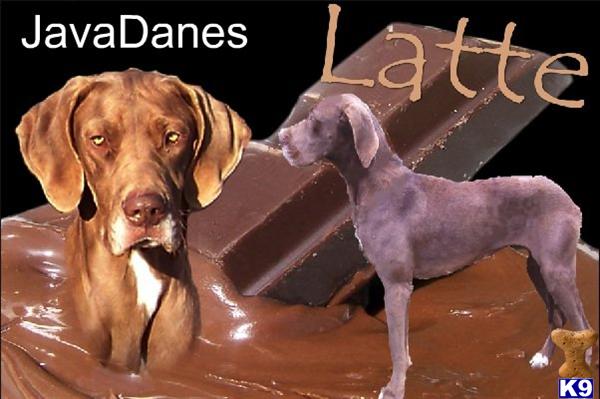 Dogs - Great Dane