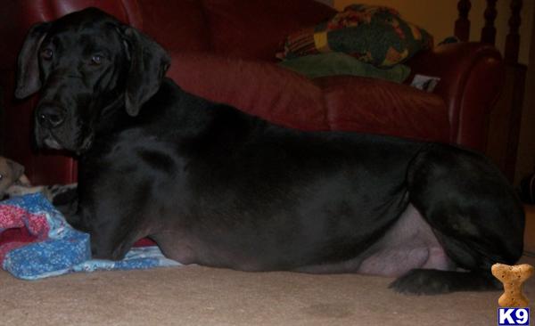Dogs - Great Dane