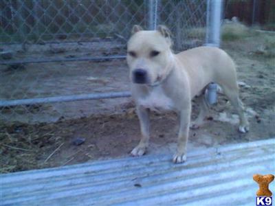 Dogs for Sale