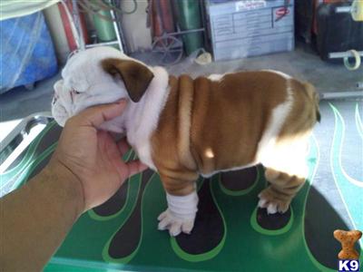 English Bulldog Puppies for Sale
