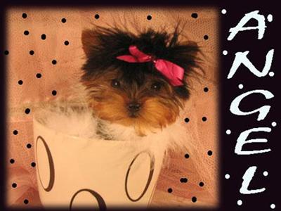 Yorkshire Terrier Puppies in FL