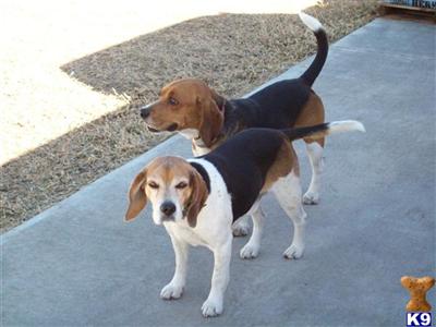 Dogs - Beagle