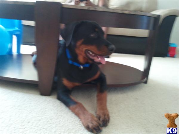 Dogs for Sale in VA
