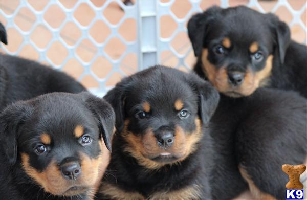 Puppies in Miami