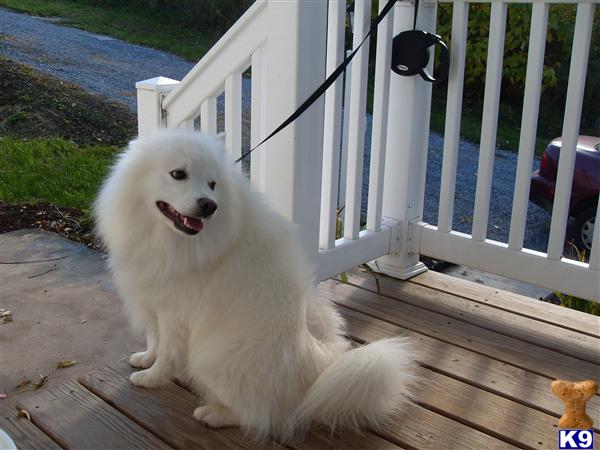 Stud Dogs in PA