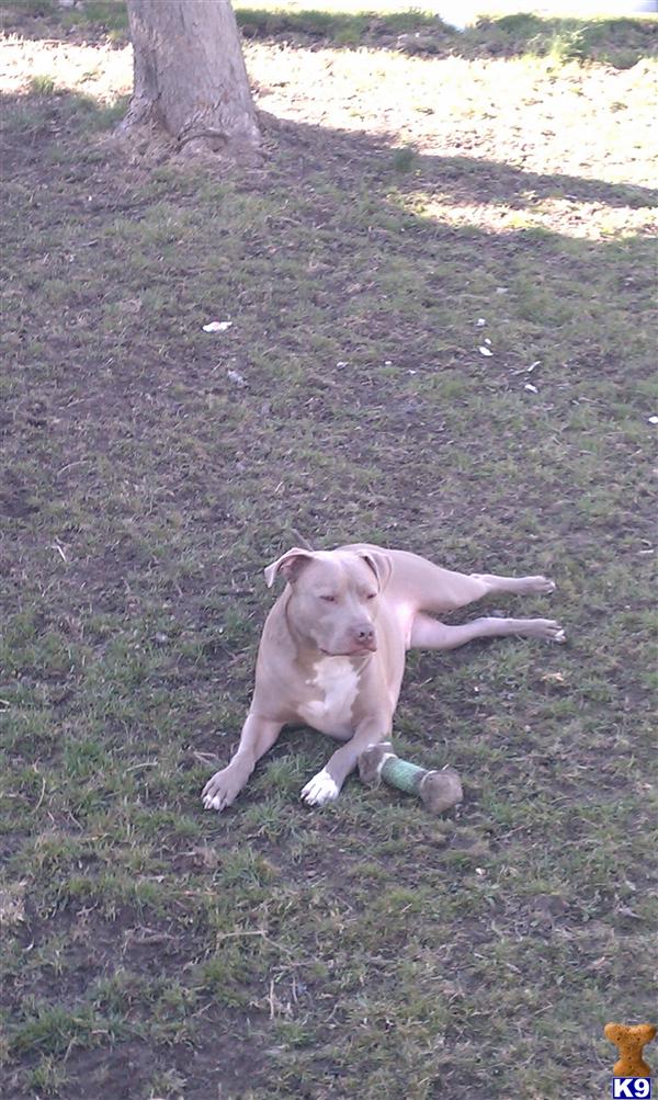 Dogs for Sale in MA