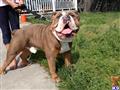 Old English Bulldog