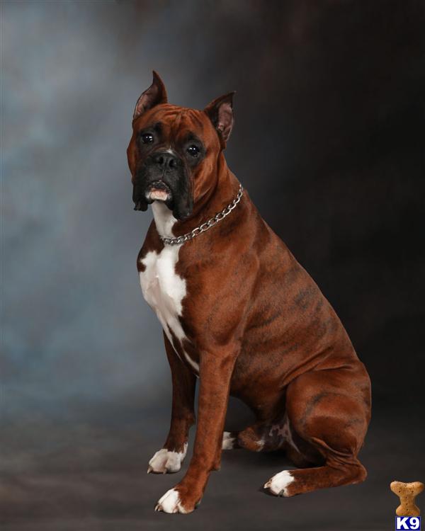 Stud Dogs - Boxer
