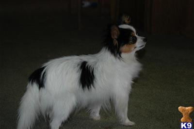Dogs for Sale in NM