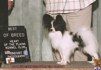 Dogs for Sale in NM