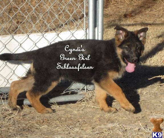 Puppies in NE