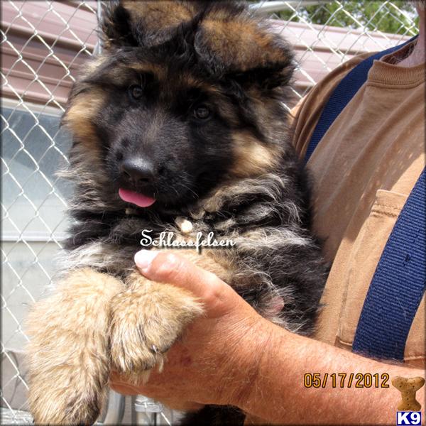 Puppies in Melbeta